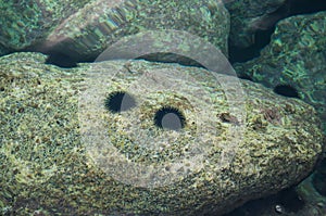 Black sea urchins