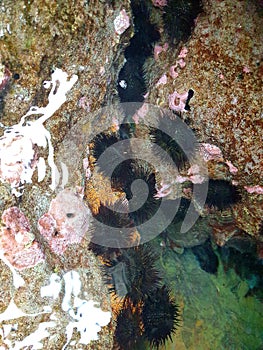 Black sea urchins between the stones