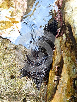 Black sea urchins between the stones