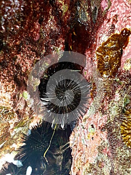 Black sea urchins between the stones