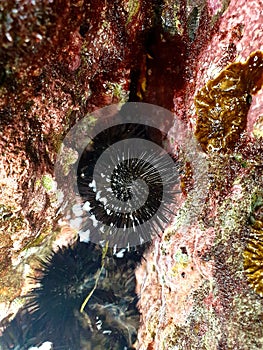 Black sea urchins between the stones