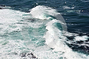 Black Sea waves and flying sea gulls near Burgas city , Bulgaria