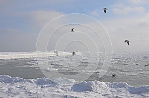 The Black Sea in winter on a clear frosty day, icebound. photo