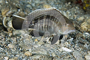 Black Seabass-Centropristis striata