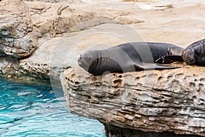 Black seal sleeping on rock next to a aquarium