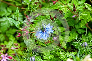 Black seed, Nigella Sativa plant, blue flower.