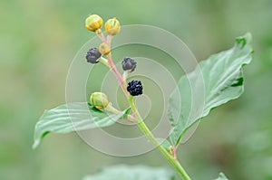 Black seeds on branch with green leaves