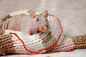 Black self fuzz standard hairless bald gray rat sit in soft cozy scarf with New Year beads, symbol 2020, with copyspace