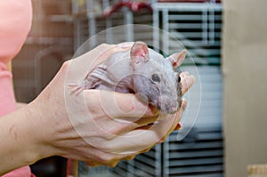 Black self fuzz standard rat, bald gray rat without fur sitting on woman hands near its cage, symbol of new year 2020