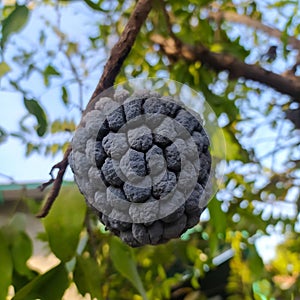 serikaya fruit