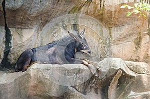 Black serow genus capricornis resting on a rock mountain.