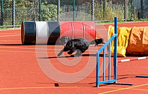 Black service dog running and jumping on agility course