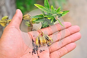 Black sesame seeds in hand photo
