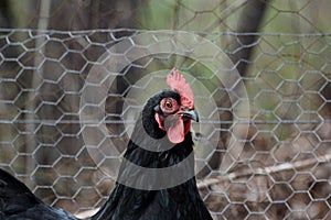 Black Sexlink Hen Stock Photo by ZDS