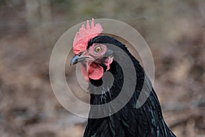 Black Sexlink Hen Stock Photo by ZDS