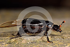 Black sexton beetle (Nicrophorus humator) with phoretic mites photo