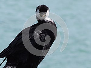 Black Shag Bird, Akaroa, New Zealand