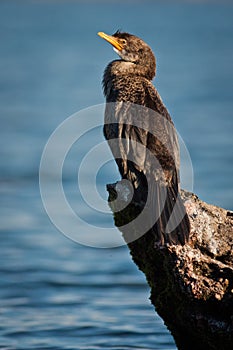 Black shag on the rock in New Zealand