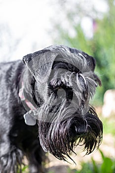 Black shaggy dog with long bangs covering his eyes, Giant Schnauzer breed, selective focus