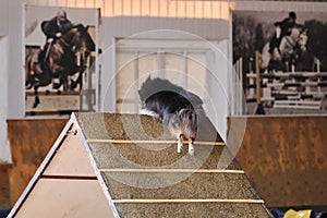 Black shaggy sheltie climbs special slide for training dogs. Rear view of tail and ass. Shetland Shepherd Dog. Agility