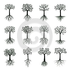 Black shap of Tree with Leaves and Roots. Vector Illustration