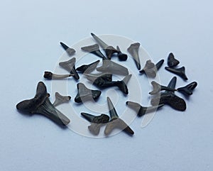 Black shark teeth or bones on white background