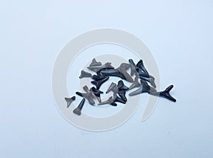 Black shark teeth fossils on white background