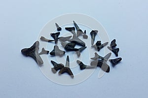 Black shark teeth fossils on white background