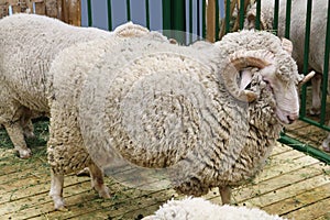 Black sheep domestic merino sheep