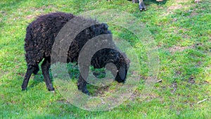 Black sheep eating grass