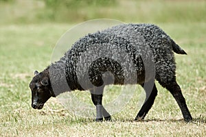 Black sheep