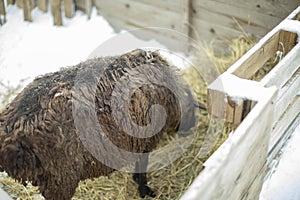 Black sheep on farm. Thick sheep`s wool. Animal eats hay