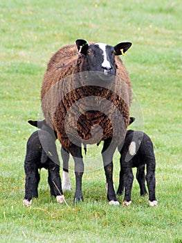 Black Sheep feeding lambs