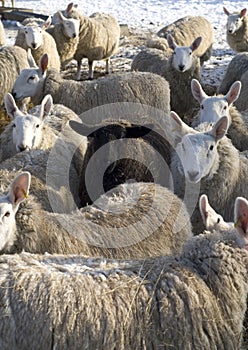 The black sheep of the flock. photo