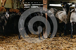 Black sheep flock in a pen on a farm