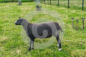black sheep in the grass meadow close up 2