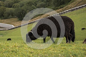 Black sheep grazing on a hillside Wales