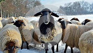The black sheep in the herd of white sheep. Generated with AI