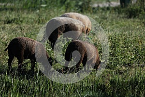 Black sheep in Holland, countryside