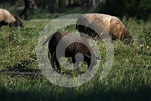 Black sheep in Holland, countryside