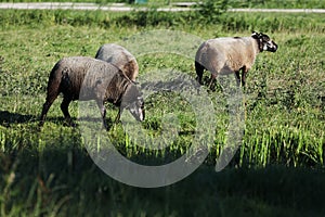 Black sheep in Holland, countryside