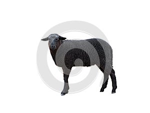 Black sheep isolated on white background