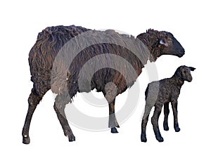 Black sheep and lamb isolated over white