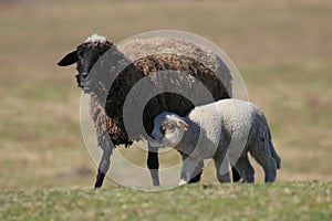 Black sheep and lamb in the pasture
