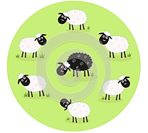 Black sheep is lonely in the middle of white sheep