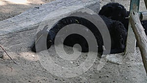 Black sheep lying on ground, captivity