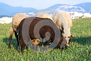 Black Sheep on the meadow eating grass in the herd.