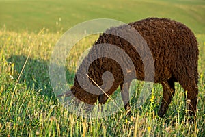 Black sheep on the meadow eating grass in the herd.