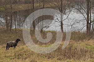 Black headed sheep in pasture