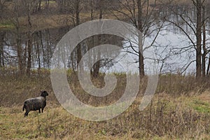 Black headed sheep in pasture